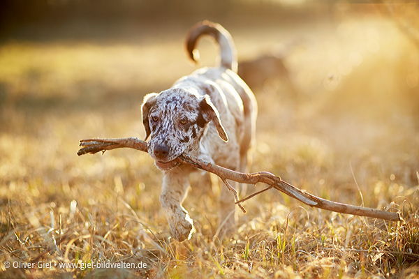 Leopard Labrador Dog