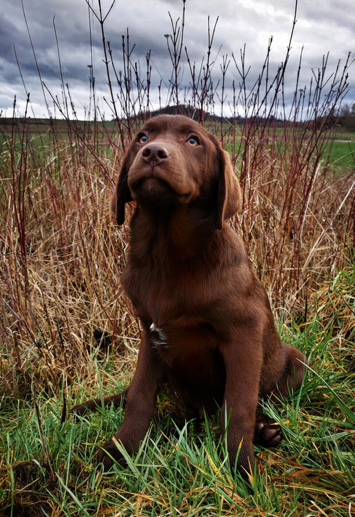 Brauner Labrador