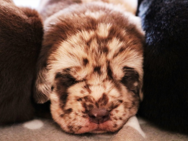 Leopard Labrador Dog in der F4-Generation
