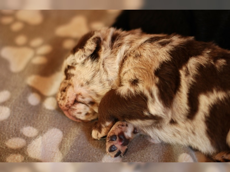 Leopard Labrador Dog in der F4-Generation